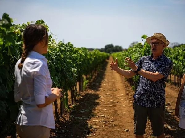 Degustazione vini e visita alla cantina Terre del Marchesato a Bolgheri