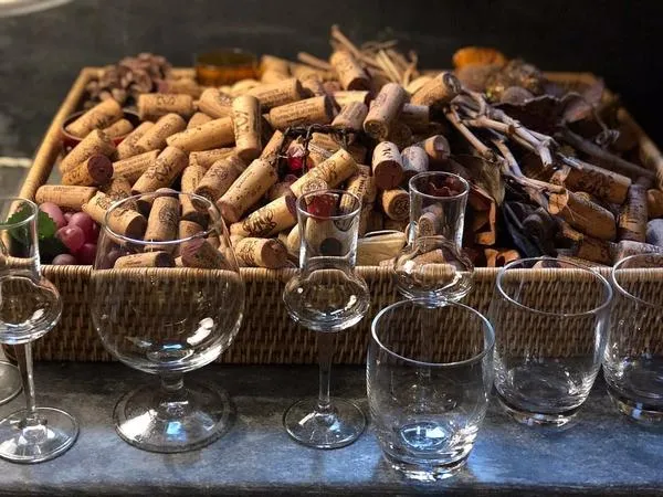 Degustazione vini e visita alla cantina Terre del Marchesato a Bolgheri