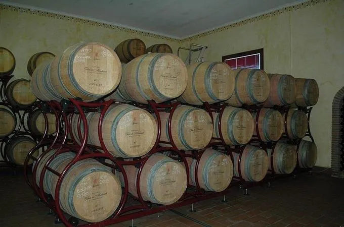 Degustazione vini e visita alla cantina Terre del Marchesato a Bolgheri