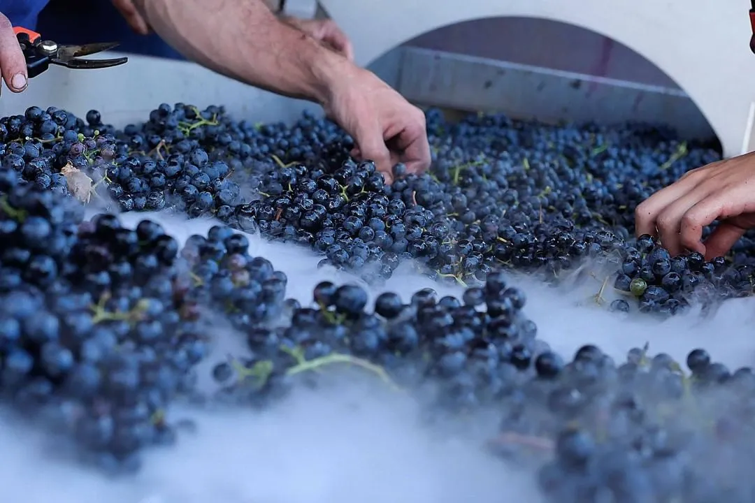 Degustazione vini e visita alla cantina Terre del Marchesato a Bolgheri