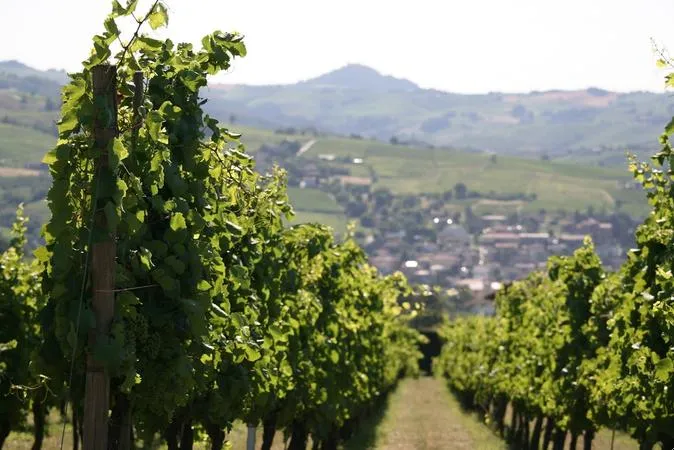 Degustazione e passeggiata in vigna nell'Oltrepò Pavese