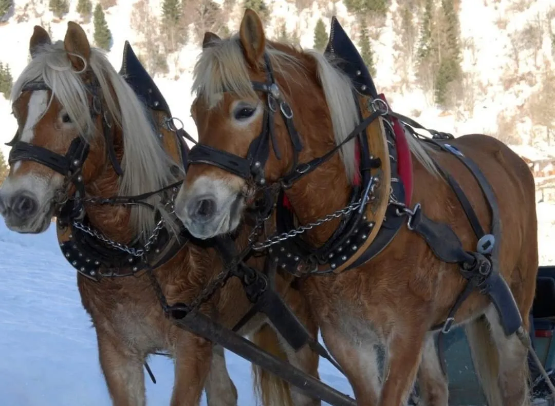 Giro in slitta o carrozza in Val di Zoldo