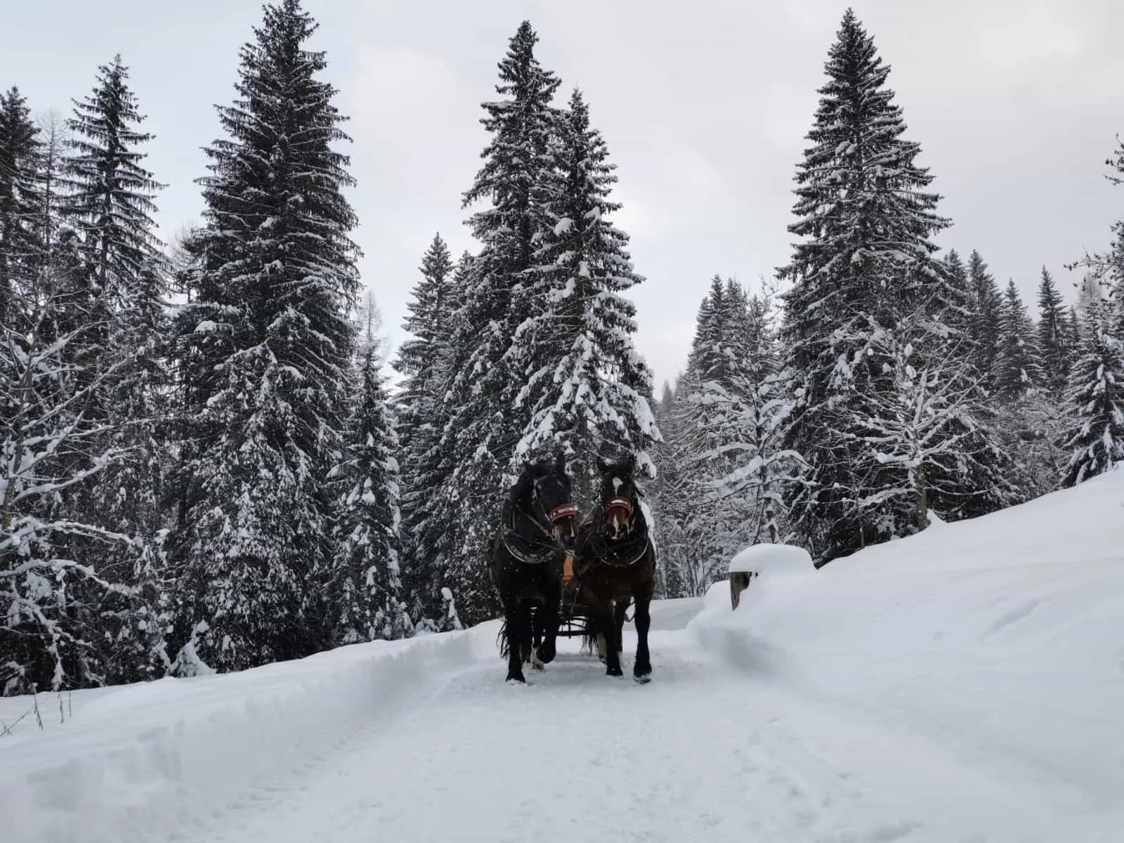 Giro in slitta o carrozza in Val di Zoldo