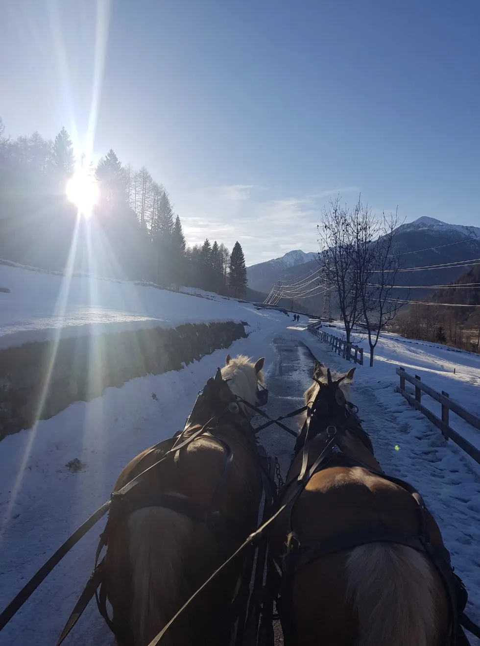 Slitta con cavalli sulla neve in Val di Sole