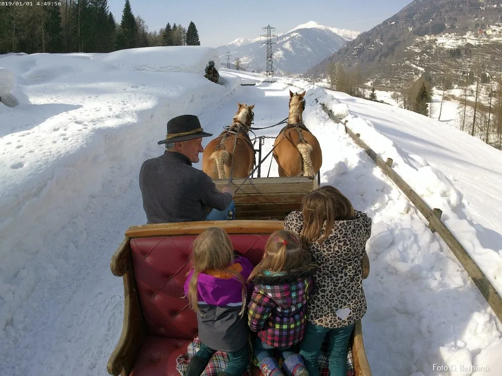 Slitta con cavalli sulla neve in Val di Sole