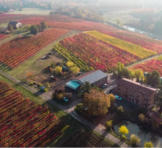 Tour dei vigneti e degustazione a Castelvetro di Modena