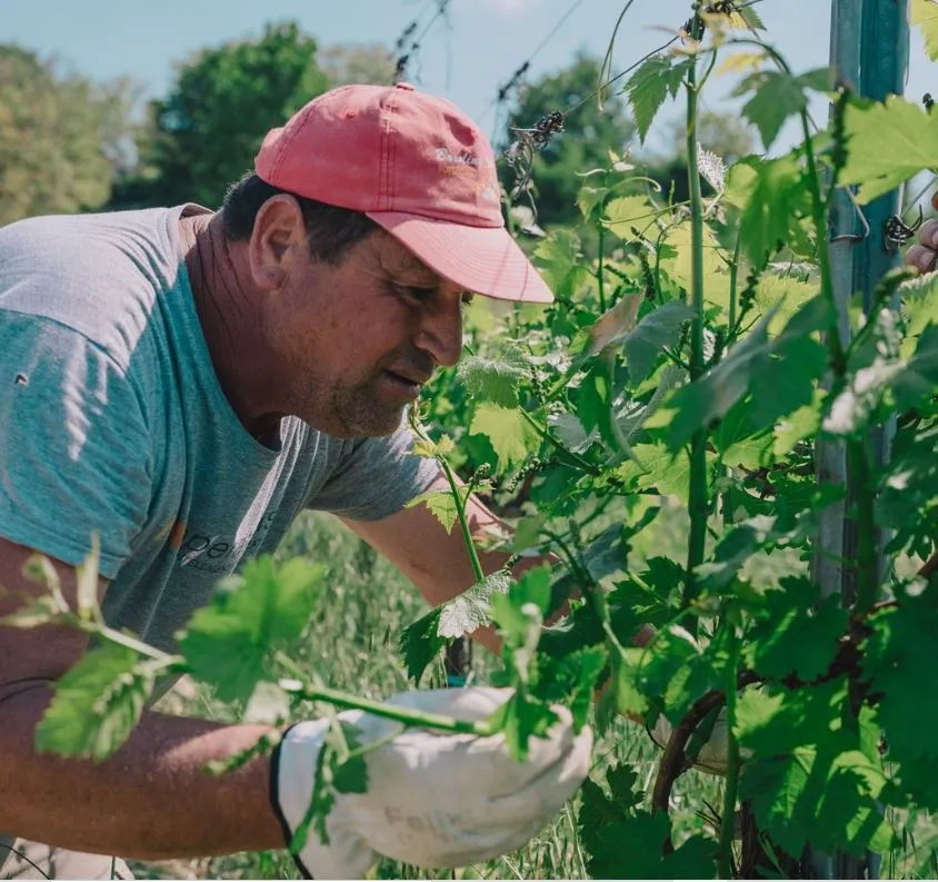 Tour dei vigneti e degustazione a Castelvetro di Modena
