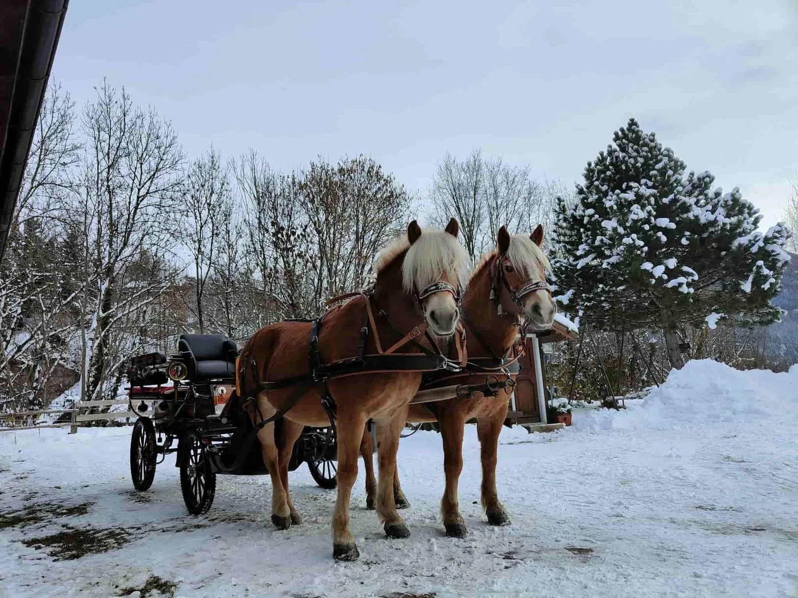 Giro in carrozza a Cavalese in Val di Fiemme