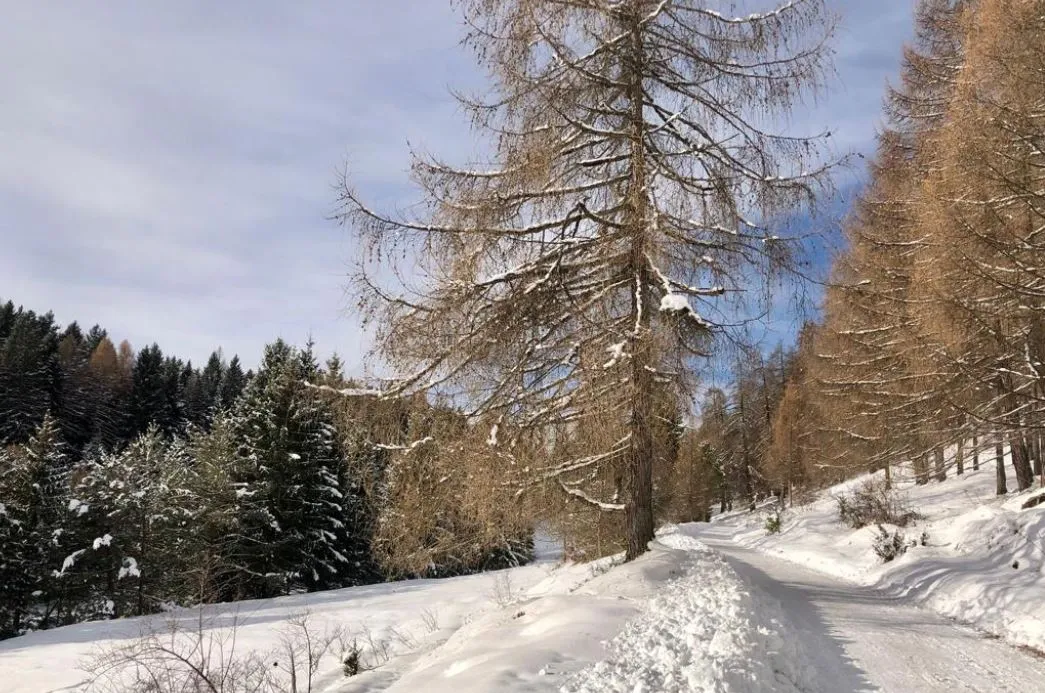Giro in carrozza a Cavalese in Val di Fiemme