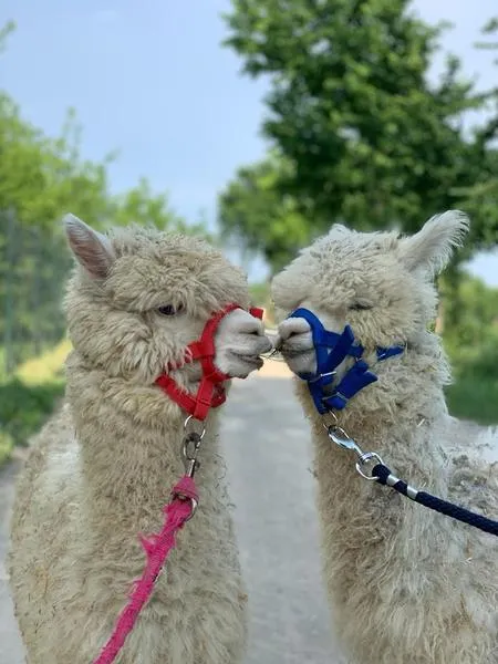 Passeggiata con alpaca sul fiume Serio fuori Bergamo
