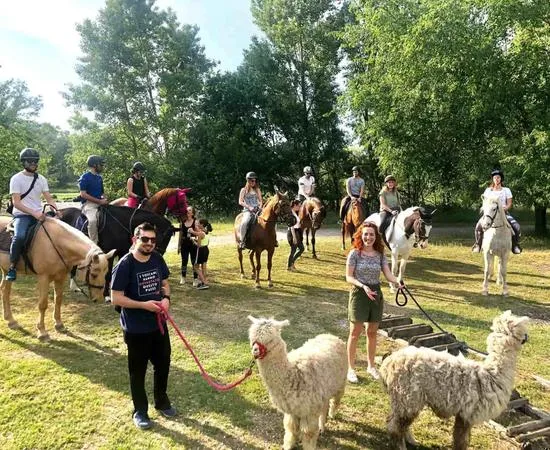 Passeggiata con alpaca sul fiume Serio fuori Bergamo