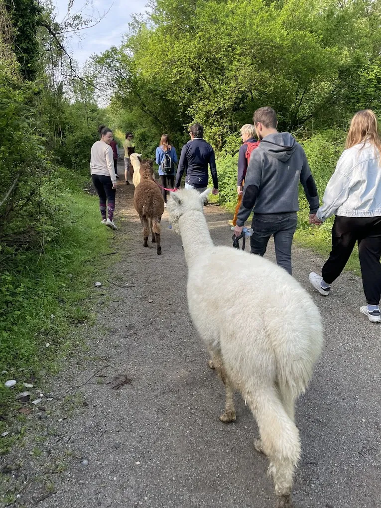 Passeggiata con alpaca sul fiume Serio fuori Bergamo