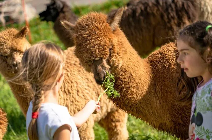 Passeggiata con alpaca a Valdidentro tra Livigno e Bormio