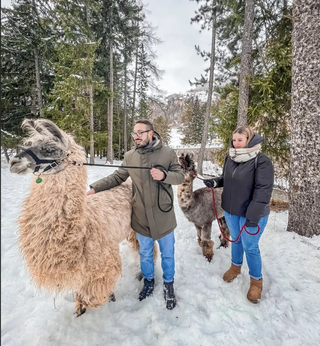 Passeggiata con alpaca a Valdidentro tra Livigno e Bormio