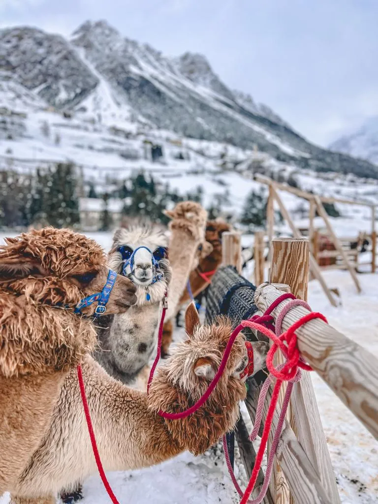 Passeggiata con alpaca a Valdidentro tra Livigno e Bormio