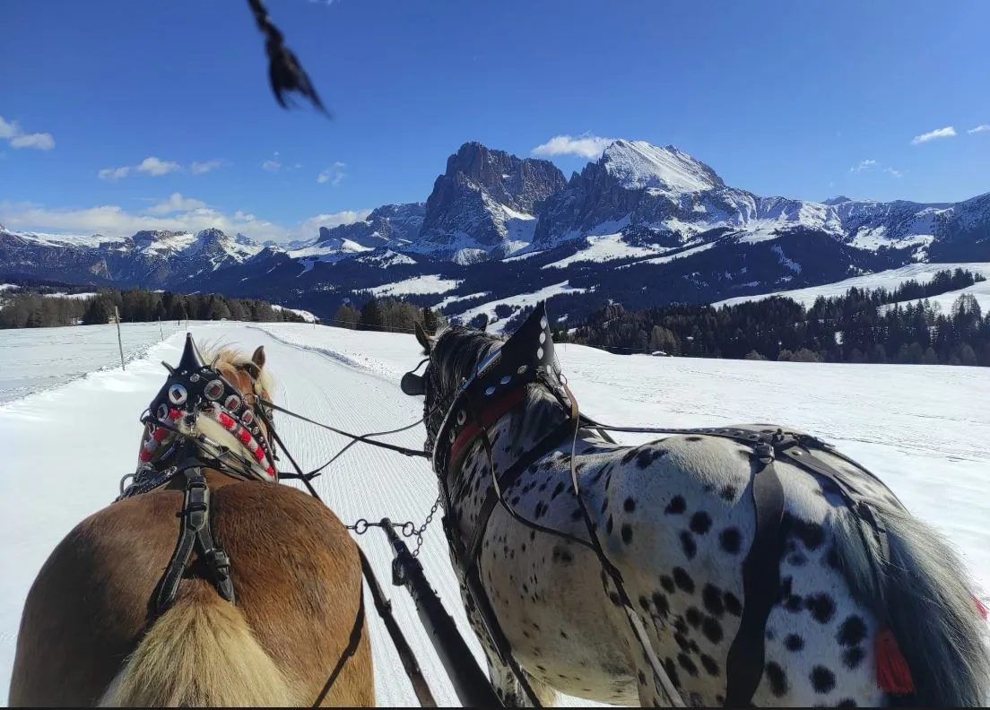 Gita in slitta trainata da cavalli all'Alpe di Siusi