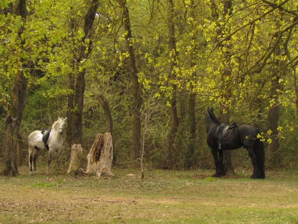 Passeggiata a cavallo in riva al mare a Caorle