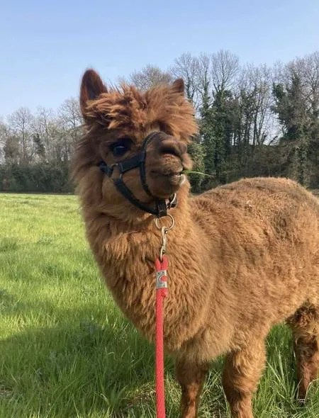 Passeggiata con lama e alpaca sulle Colline Moreniche