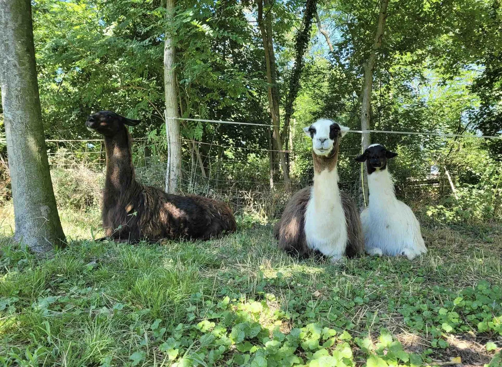Passeggiata con lama e alpaca sulle Colline Moreniche
