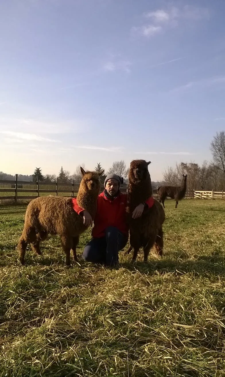 Passeggiata con lama e alpaca sulle Colline Moreniche