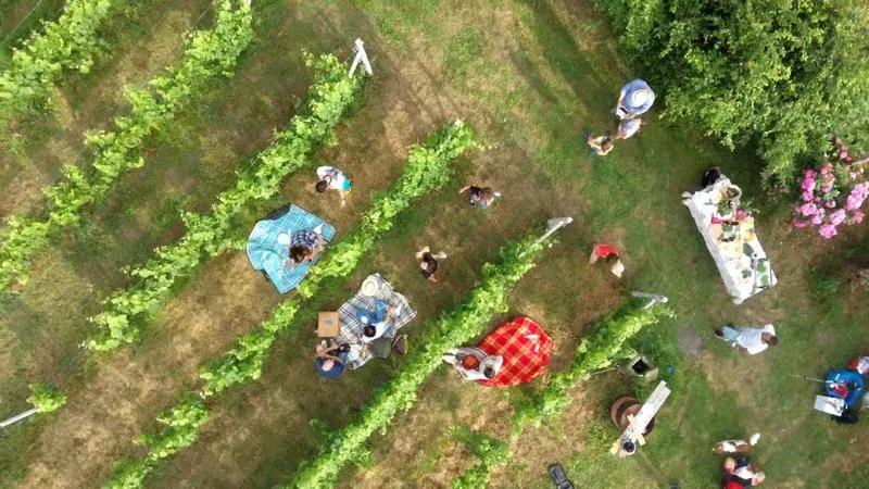 Degustazione vini e visita vigna ad Albizzate