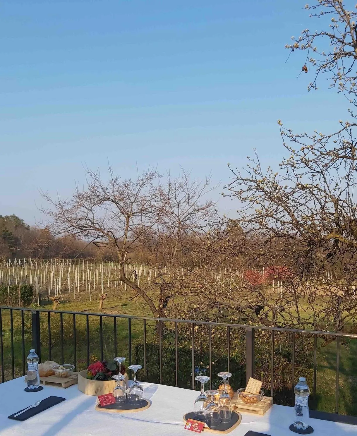 Degustazione vini e visita vigna ad Albizzate