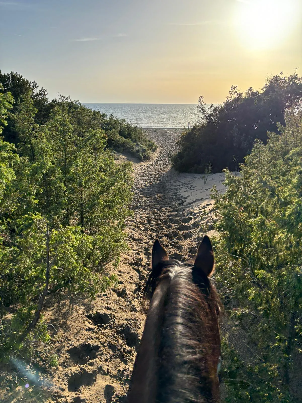 Passeggiata a cavallo a Castagneto Carducci