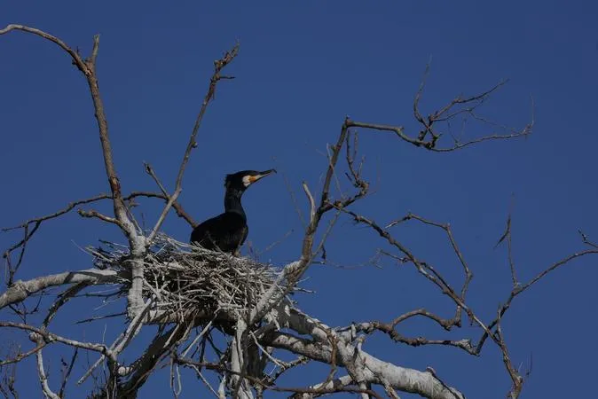 Mini crociera sul Delta del Po da Porto Tolle