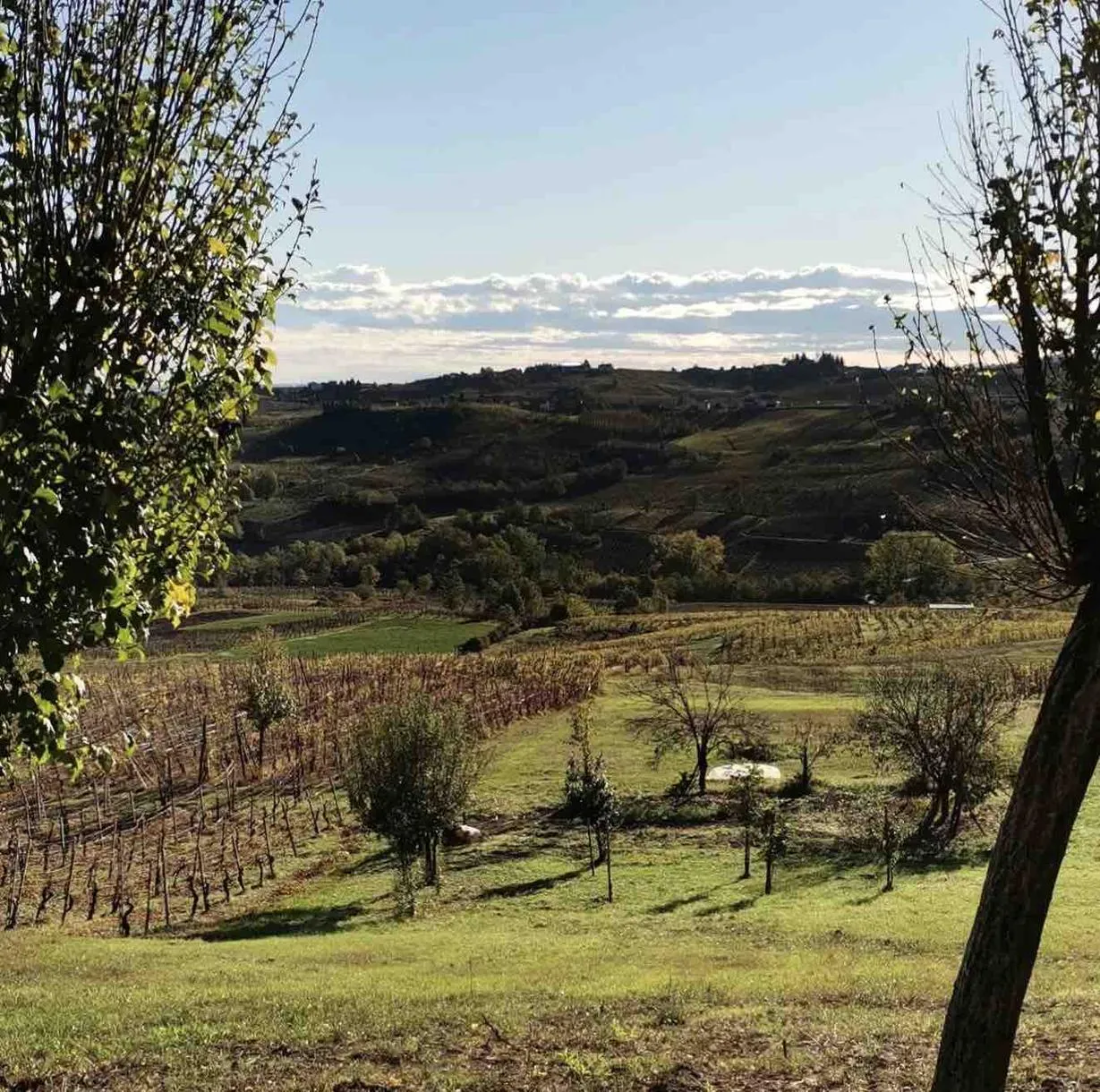 Picnic in vigna nell'Oltrepò Pavese