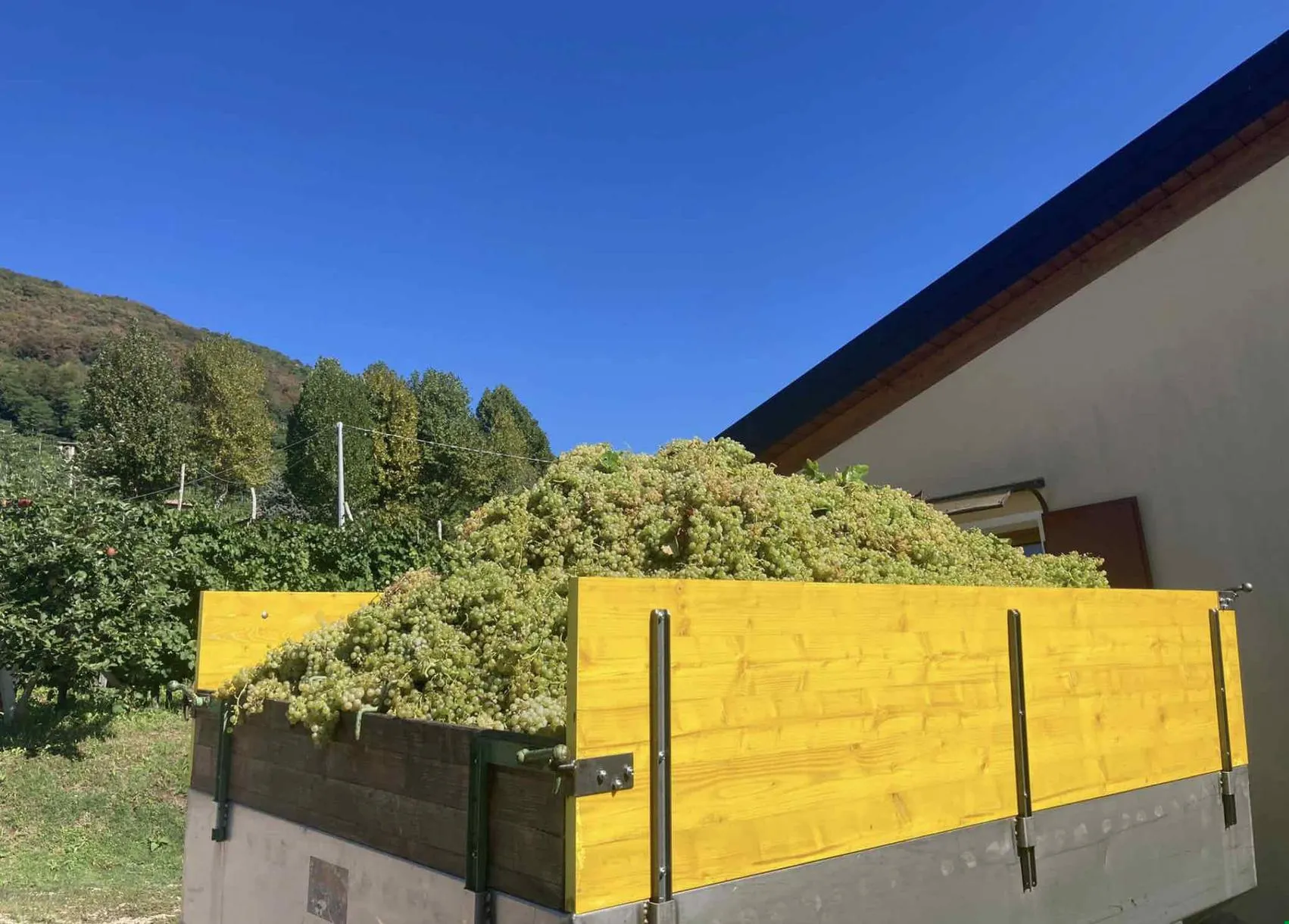 Degustazione vini sulle colline di Valdobbiadene