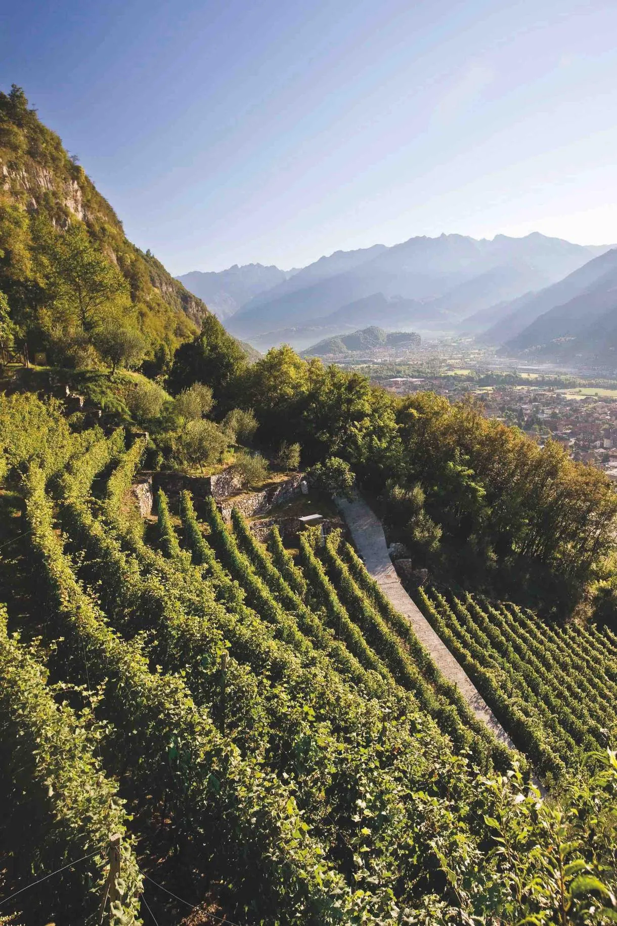 Degustazione e visita in cantina storica in Valcamonica