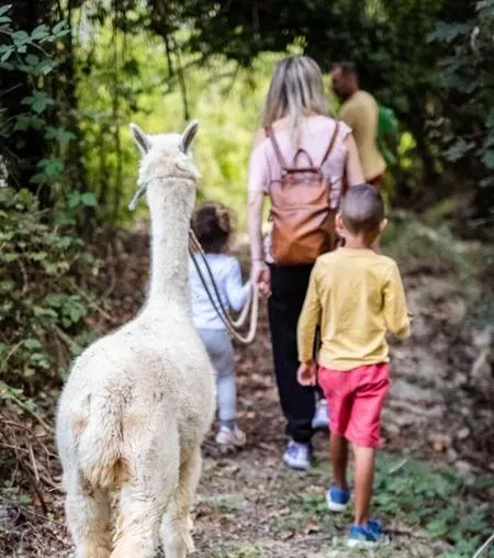Passeggiata con alpaca nelle Langhe