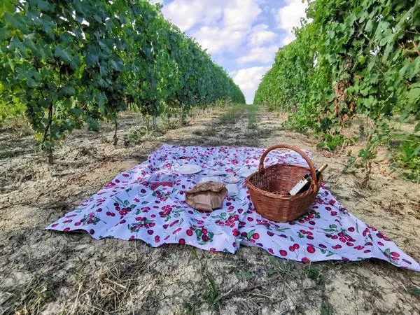Picnic in vigna sulle colline di Cella Monte nel Monferrato