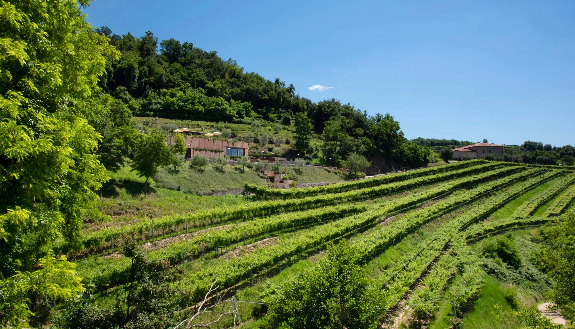 Tour della cantina Albino Armani in Valpolicella e degustazione