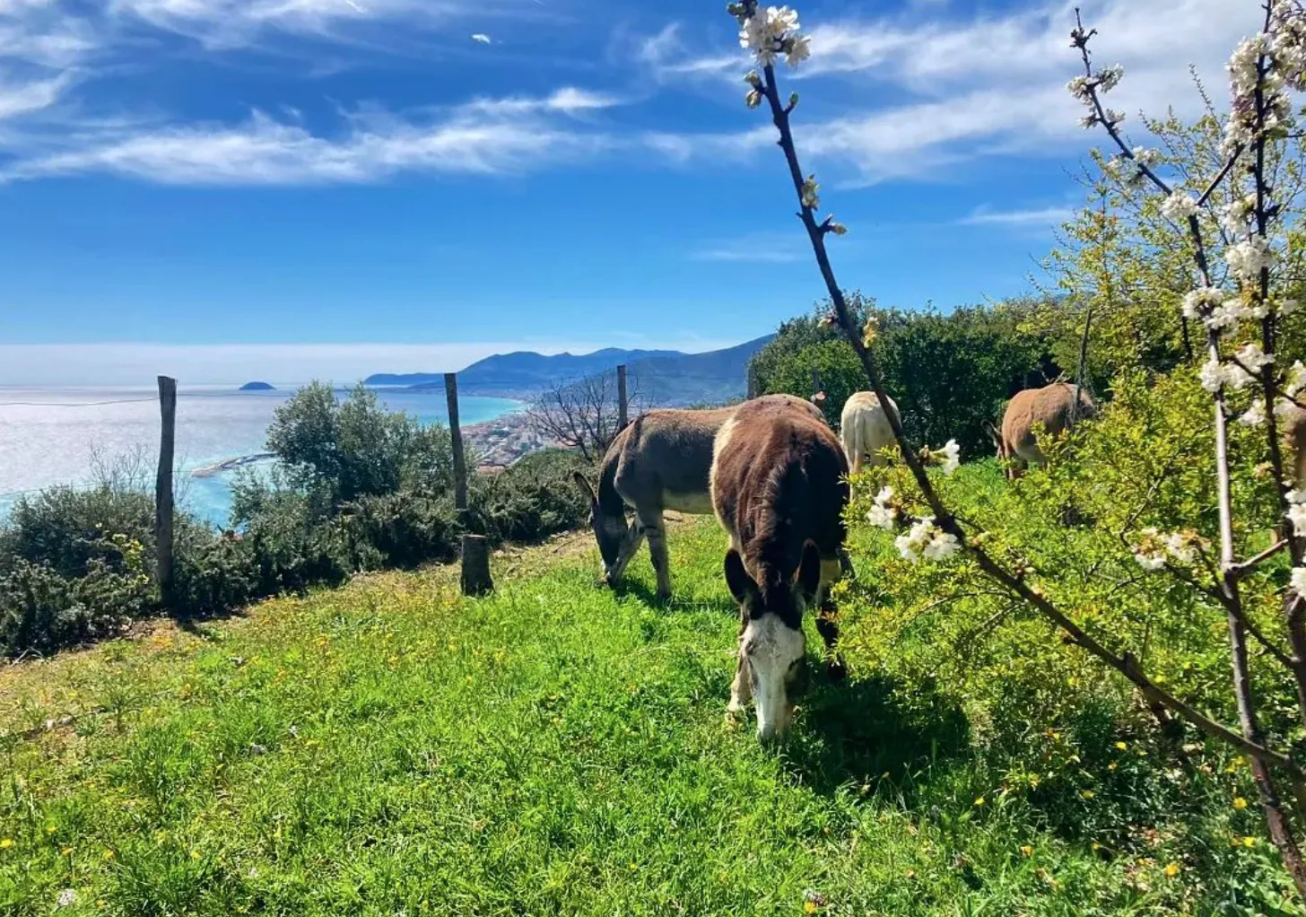 Passeggiata a cavallo vista mare a Pietra Ligure