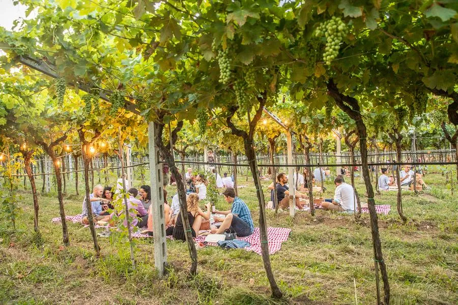 Picnic in vigna nella Valpolicella classica