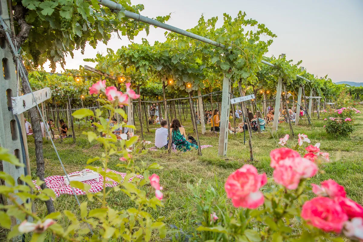 Picnic in vigna nella Valpolicella classica
