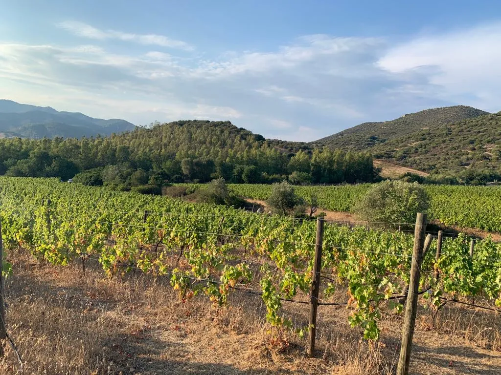 Degustazione vini e visita in vigna a Villasimius