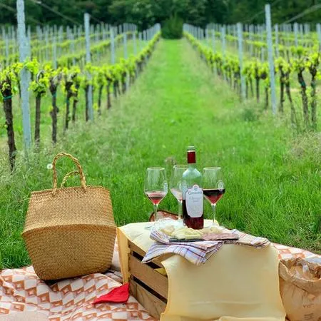 Degustazione vini nei Colli Berici tra Padova e Vicenza