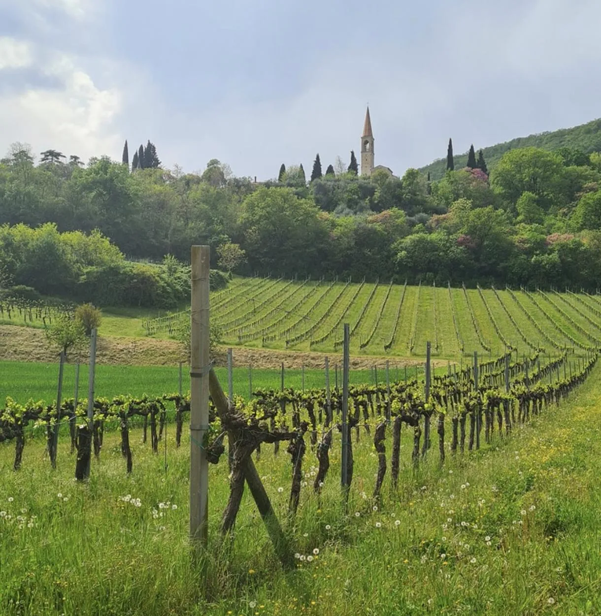 Degustazione vini nei Colli Berici tra Padova e Vicenza