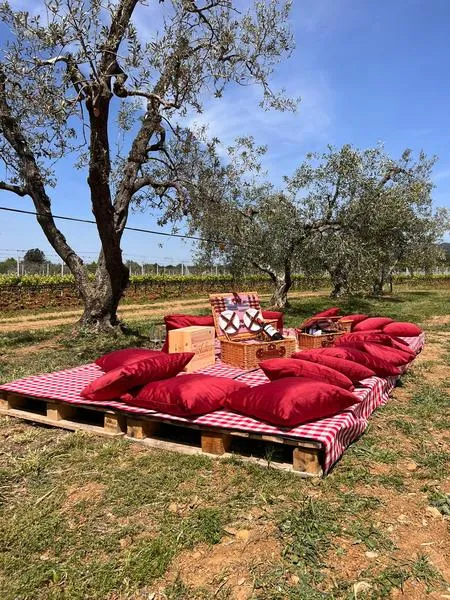 Picnic tra i vigneti di Bolgheri