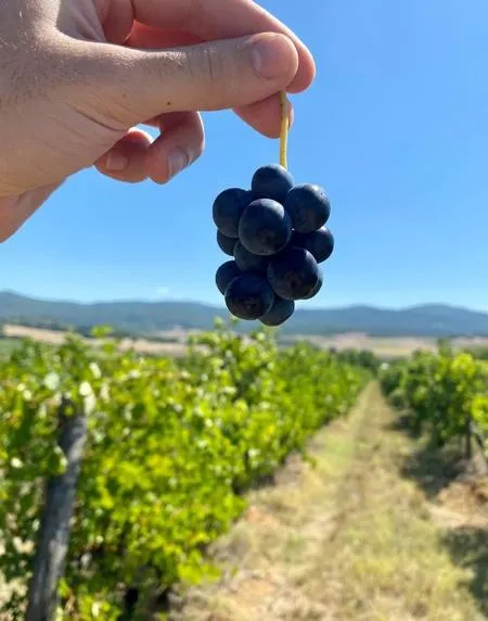 Degustazione vini a Colle Val d'Elsa