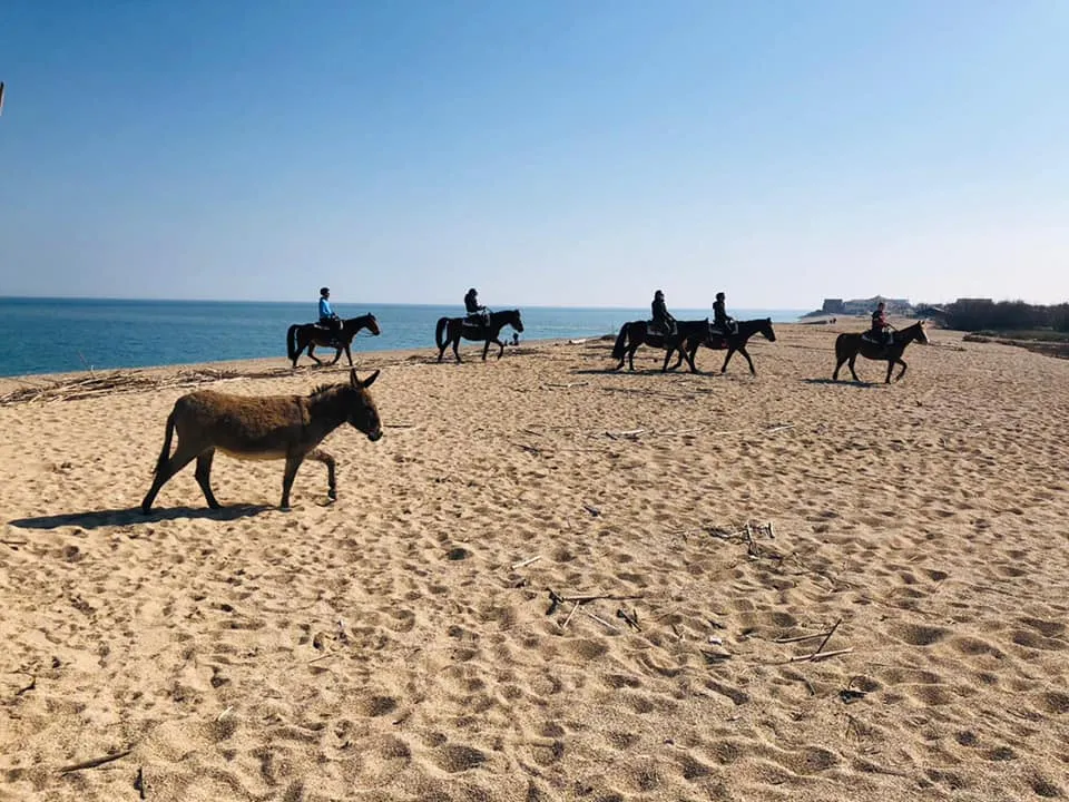 Passeggiata a cavallo al Conero da Numana