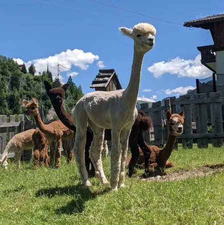 Passeggiata con Alpaca nella Val Gardena in Alto Adige