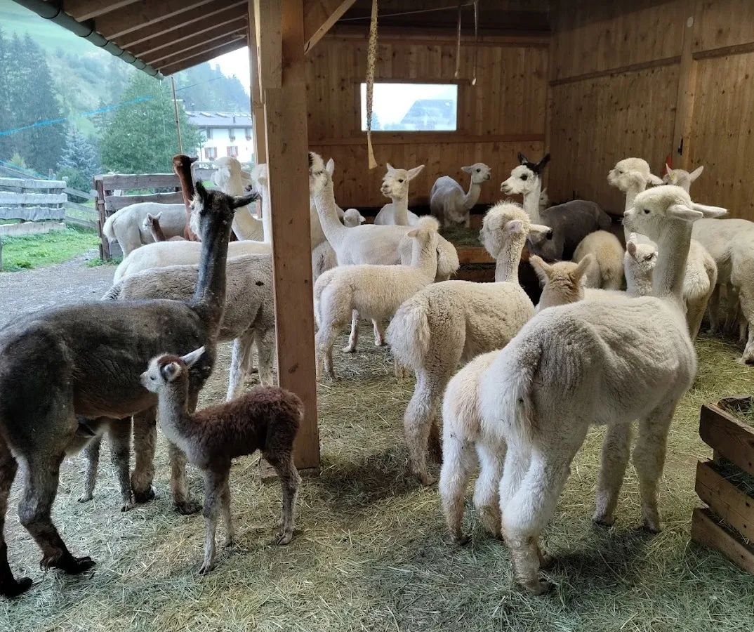 Passeggiata con Alpaca nella Val Gardena in Alto Adige