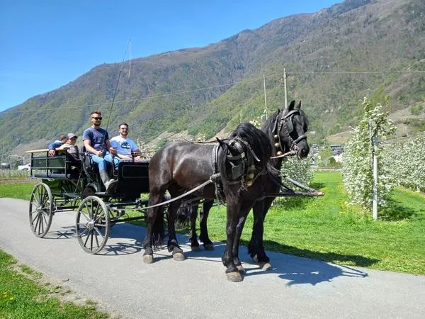 Giro in carrozza tra i meleti della Valtellina