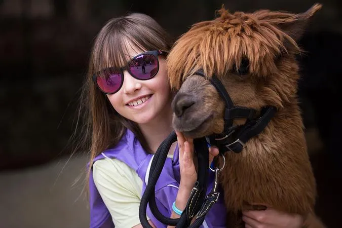 Passeggiata con alpaca in Valle d'Aosta a Montjovet
