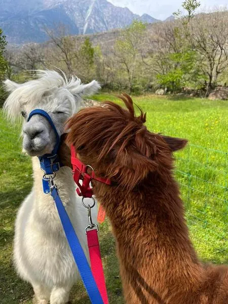 Passeggiata con alpaca in Valle d'Aosta a Montjovet
