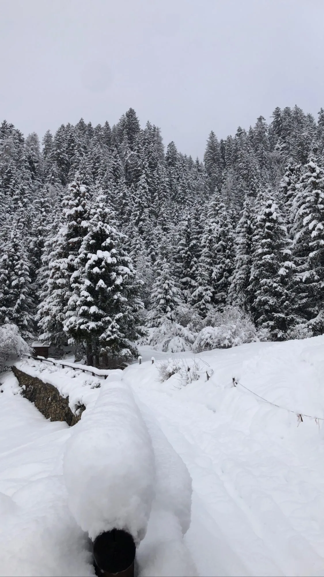 Ciaspolata di gruppo a Montecampione in Val Camonica