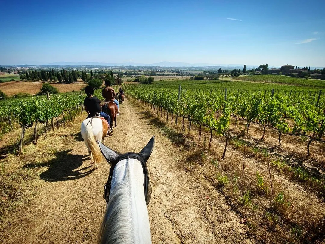Passeggiata a cavallo con aperitivo nella campagna di Sinalunga